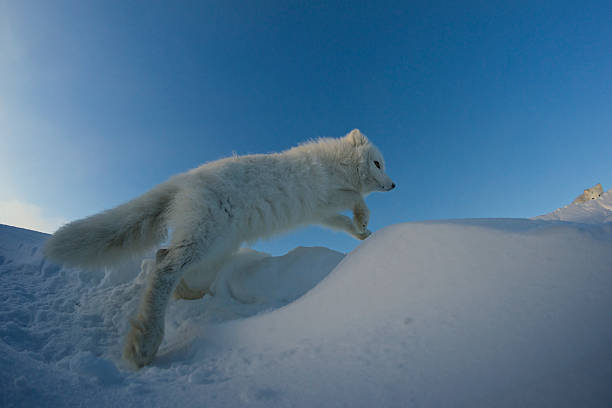 Polar foxes looking for prey in the snowy tundra. stock photo