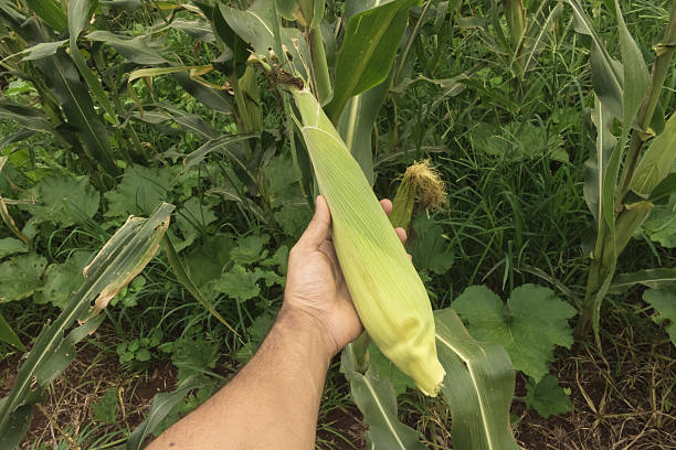 istock Corn - Farmer holding a corn cob on plantation field 635672298