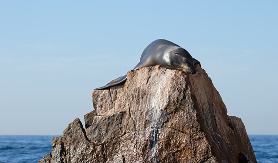 California Sea Lion sunning himself on the Pinnacle rock of Lands End at Cabo San Lucas Baja Mexico BCS