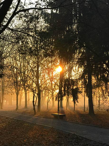 Autumn morning in a park