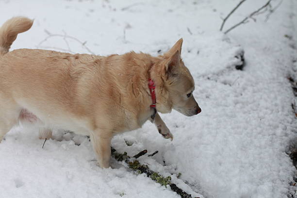 istock White Dog in Snow 635676742