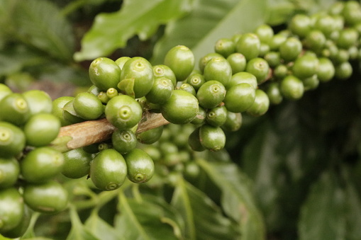 Coffee - Green fruits, selective focus