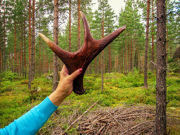 istock Antlers of a young moose in the forest 635678284