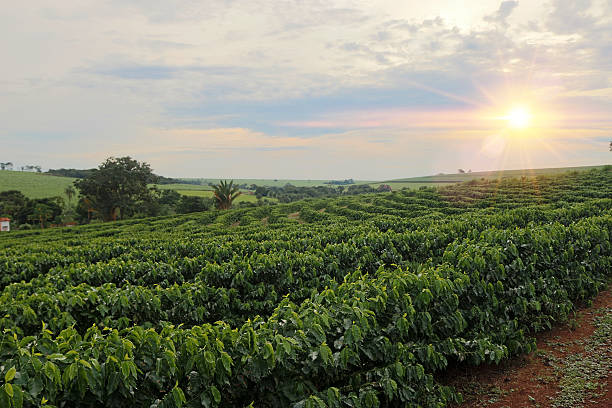 istock Plantation field at sunset 635678360