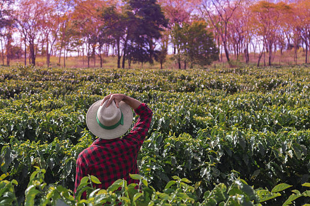 istock Farmer with hat looking the coffee plantation field 635678742