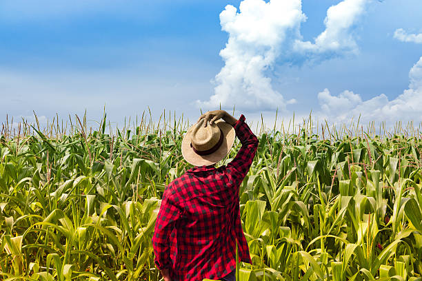 Farmer with hat looking the corn plantation field Farmer with hat looking the corn plantation field agricultural in maldives stock pictures, royalty-free photos & images