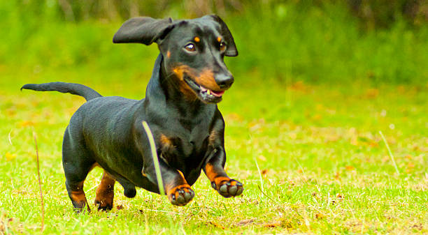 tempo di gioco bassotto ! - pets dachshund dog running foto e immagini stock