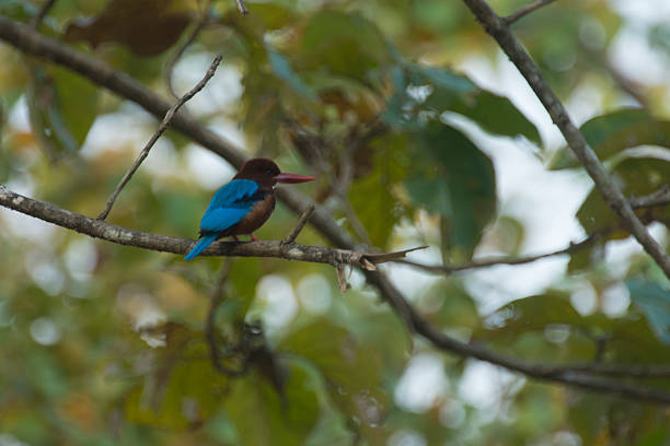 istock bird in nature, Thailand 635679730