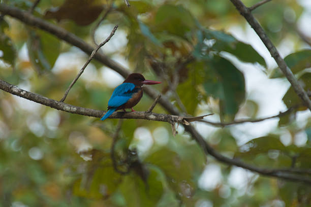 istock bird in nature, Thailand 635679820