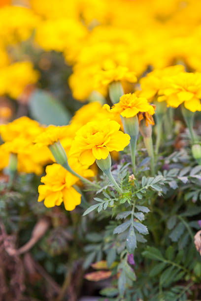 istock Marigold flowers close up 635679880