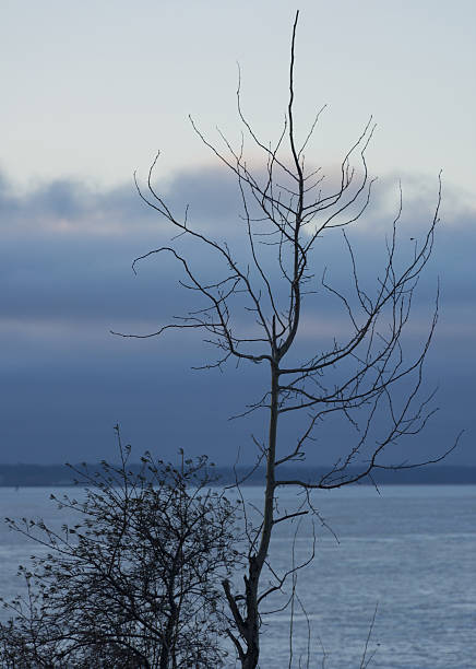 istock tree, shrub without leaves, winter, sea, covered, ice, Bay, sky 635680366