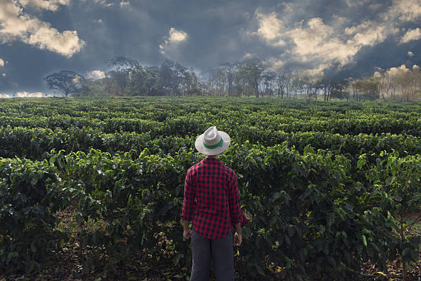 istock Farmer with hat looking the coffee plantation field 635681012