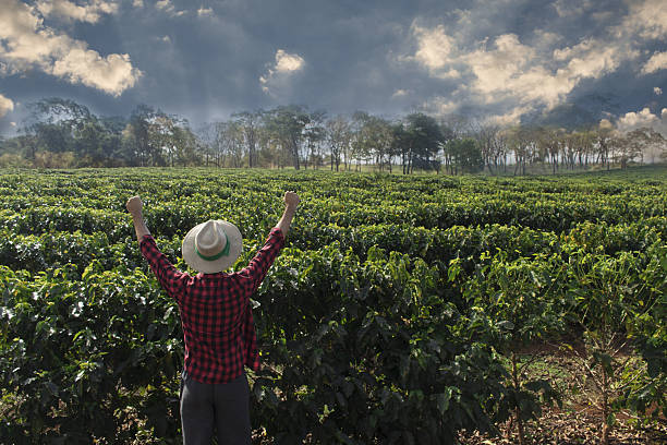 istock Farmer with hat looking the coffee plantation field 635681192