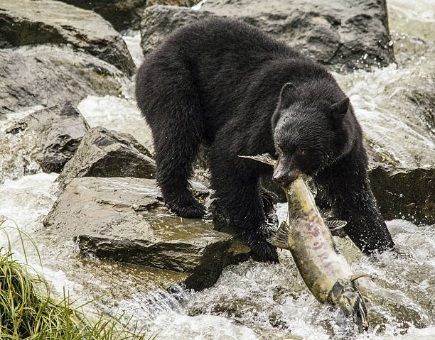 Black Bear Fishing
