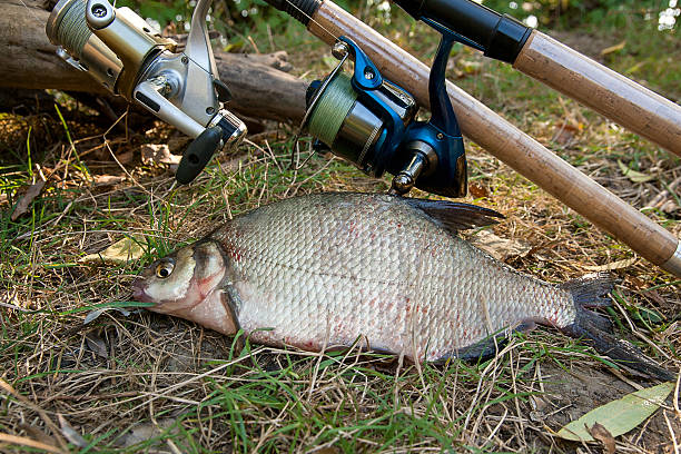 Catching freshwater fish and fishing rods with reels on green grass. Several bream fish on natural background. Catching fish - common bream.
