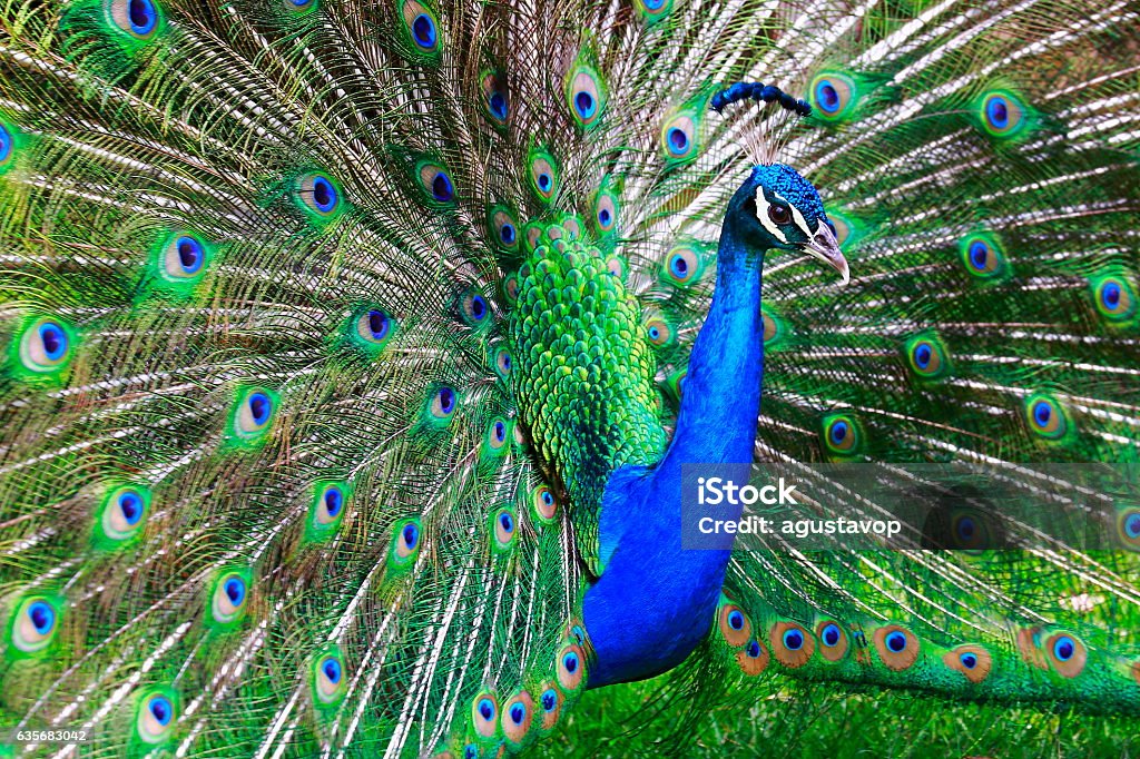Beau paon indien sauvage, plumes colorées montrant fanned Out - Photo de Paon libre de droits