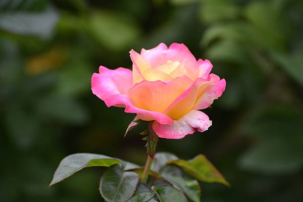 istock One Pink and Yellow Rose 635683558