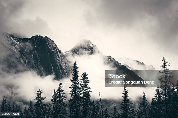 Banff National Park Stock Photo - Download Image Now - Black And White, Fog, Forest