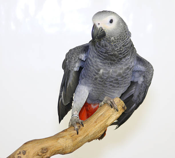 istock Colorful parrot on branch, isolated on white, African grey parrot 635695828