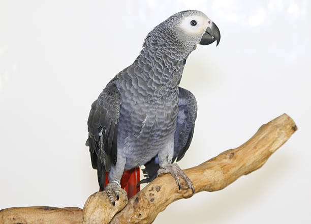 istock Colorful parrot on branch, isolated on white, African grey parrot 635695950