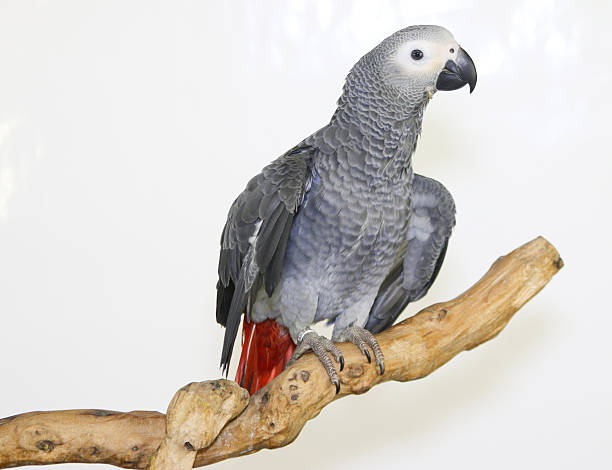 istock Colorful parrot on branch, isolated on white, African grey parrot 635696002