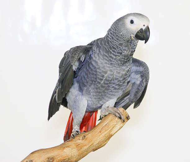 istock Colorful parrot on branch, isolated on white, African grey parrot 635696038