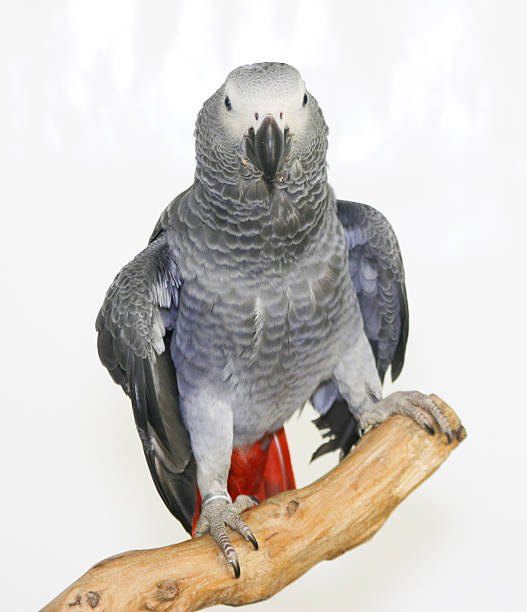 istock Colorful parrot on branch, isolated on white, African grey parrot 635696068