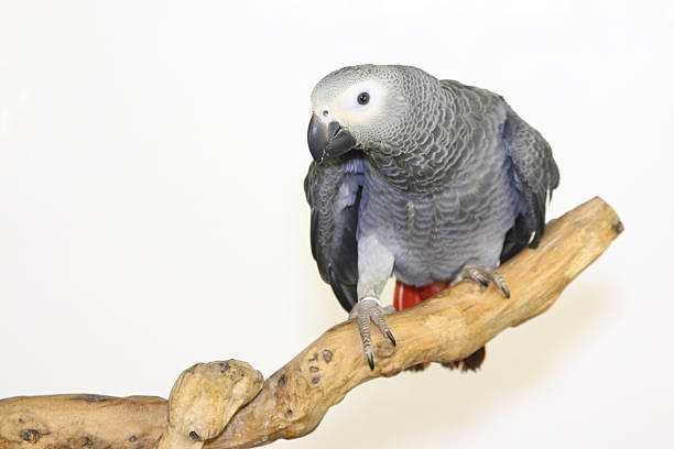 istock Colorful parrot on branch, isolated on white, African grey parrot 635696104