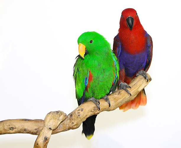 istock Colorful parrot landed on branch, isolated on white, Eclectus parrot 635697332