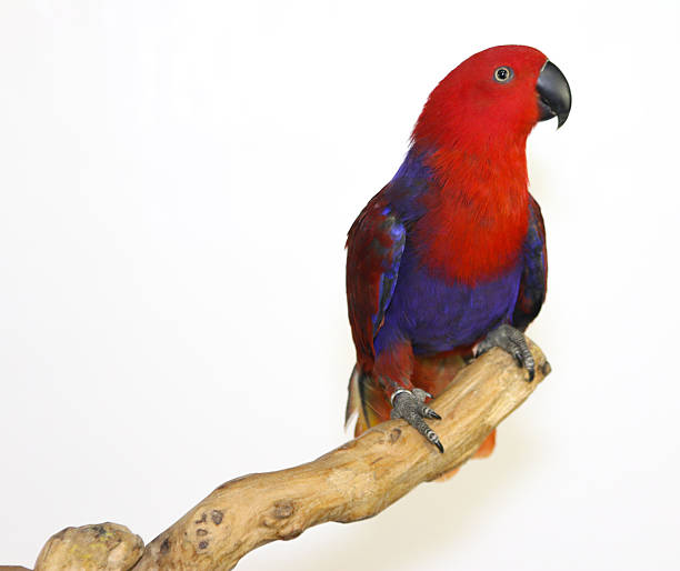 istock Colorful parrot landed on branch, isolated on white, Eclectus parrot 635697380