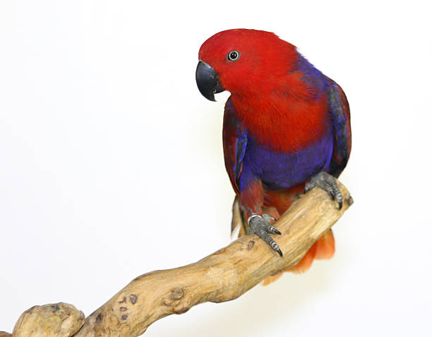istock Colorful parrot landed on branch, isolated on white, Eclectus parrot 635697464