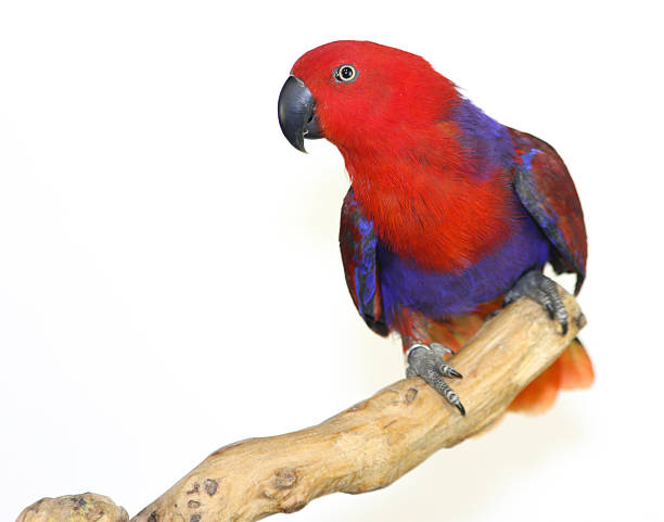 istock Colorful parrot landed on branch, isolated on white, Eclectus parrot 635697500