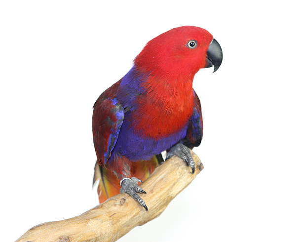 istock Colorful parrot landed on branch, isolated on white, Eclectus parrot 635697522