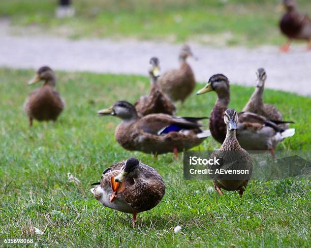 Curiouser And Curiouser Stock Photo - Download Image Now - Begging - Animal Behavior, Bird, Comfortable