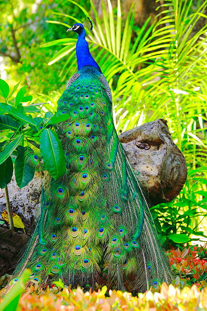 Wild beautiful asian indian Peacock, colorful Feathers, paradise garden Wild beautiful asian indian Peacock, colorful Feathers, paradise garden ornamental garden palm tree bush flower stock pictures, royalty-free photos & images