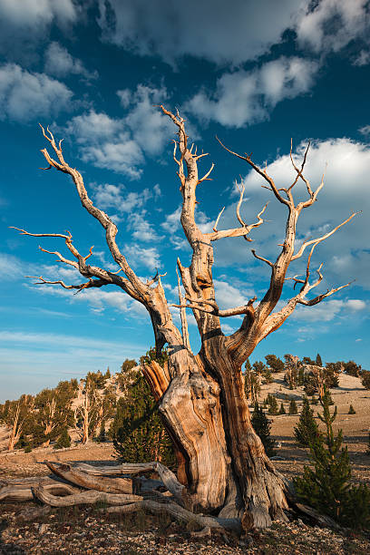 istock Bristlecone pine in the White Mountains 635699348