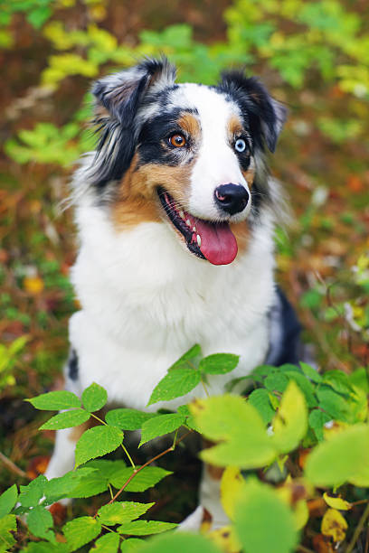istock Portrait of Australian Shepherd dog with different colored eyes 635699770