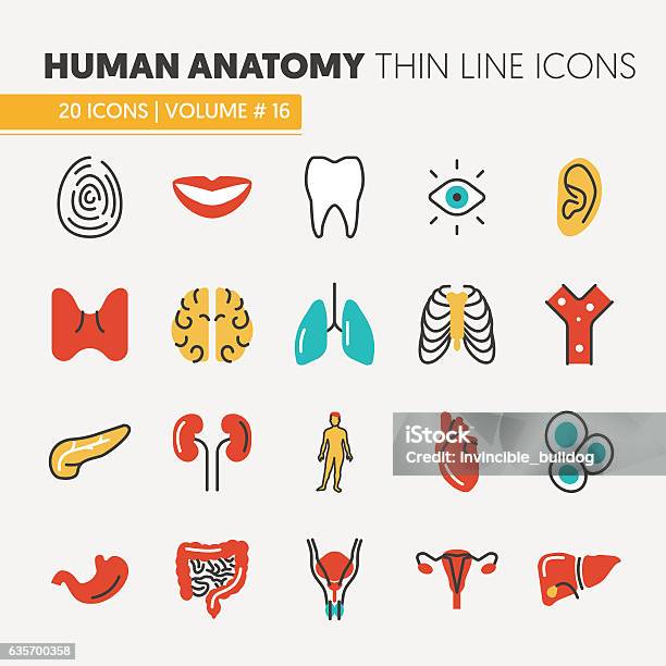 Anatomie Des Icônes De Ligne Mince Définies Avec Des Parties Du Corps Vecteurs libres de droits et plus d'images vectorielles de Motif