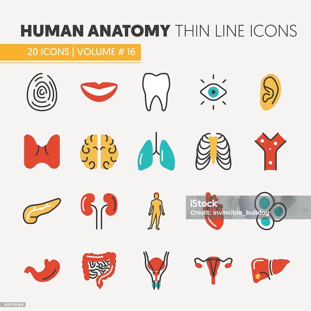 Anatomy Thin Line Icons Set with Body Parts Anatomy Thin Line Vector Icons Set with Human and Internal Organs Human Internal Organ stock vector