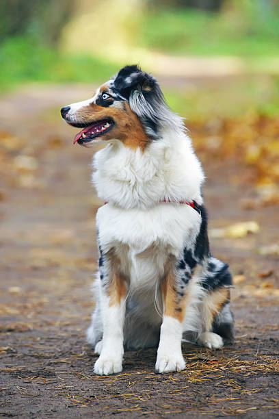 istock Obedient blue merle Australian Shepherd dog sitting in the forest 635701034