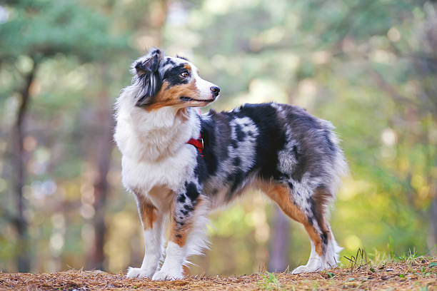 Australian Shepherd dog with a red harness staying in forest Blue merle Australian Shepherd dog with a red harness staying in the forest australian shepherd stock pictures, royalty-free photos & images
