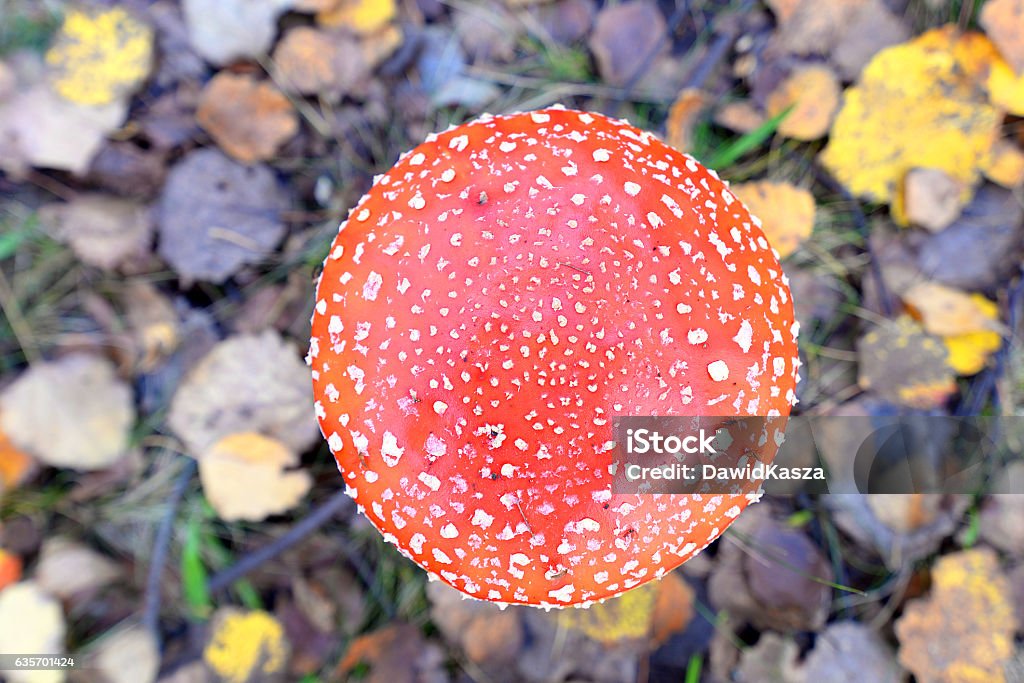 Toadstool, close up of a poisonous mushroom in the forest. Toadstool, close up of a poisonous mushroom in the forest Autumn Stock Photo