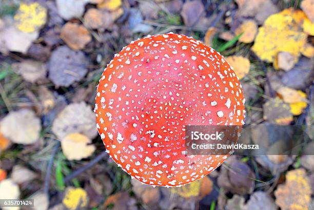 Toadstool Close Up Of A Poisonous Mushroom In The Forest Stock Photo - Download Image Now