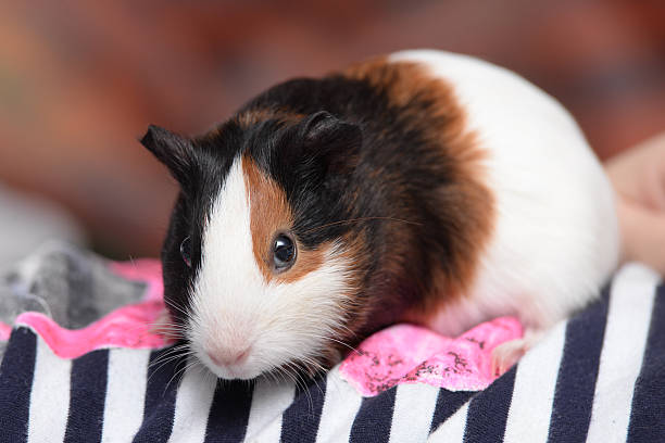 istock Guinea pig on a shirt. 635701566
