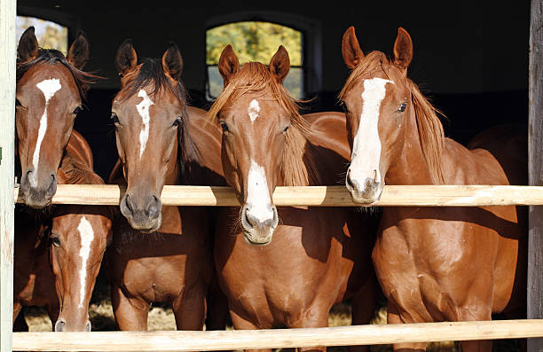 istock Group of nice thoroughbred foals looking over stable door 635701722