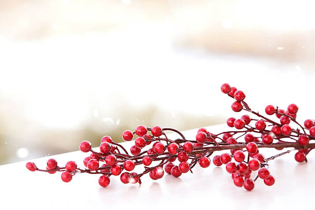 red berries Christmas card, winter background