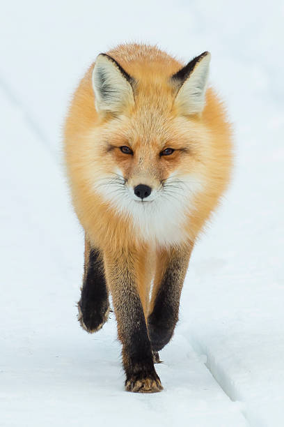 istock Red fox walking down the road in Yellostone National Park. 635701994