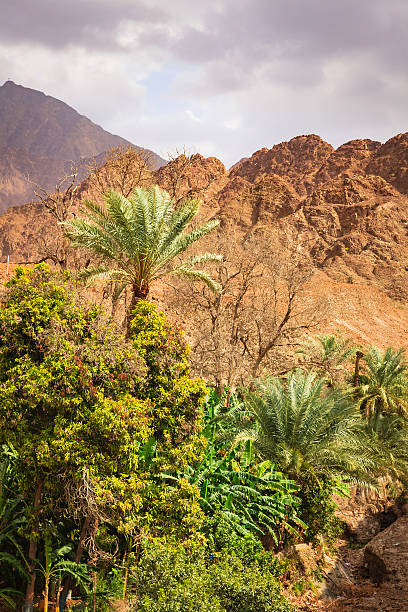 istock Date palms and fruit trees in Arabian Desert Wadi. 635702018
