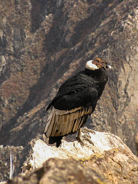 istock Andean Condor in Colca Canyon, Peru 635702744