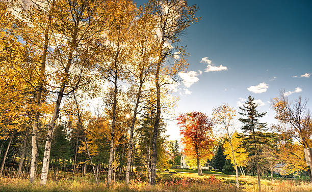 istock autumnal tree in Vermont 635703478